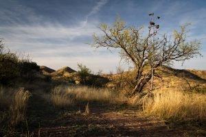Mesquite Tree in Desert Grasslands