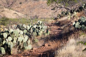 Hiking Trail in Desert Hills