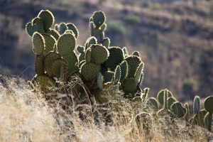 Prickly Pear Cactus in Grasslands