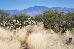 Hiking Trail Below Rincon Mountains