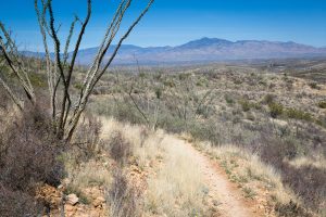 Rincon Mountains Above the Arizona Trail