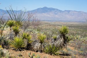 Rincon Peak over Sonoran Desert Plants
