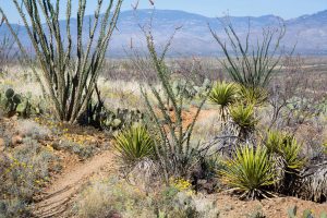 Hiking Trail Through Desert Vegetation