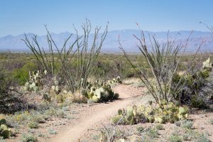 Arizona Trail in Flat Sonoran Desert