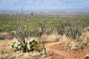 Urban Sprawl in Southern Arizona