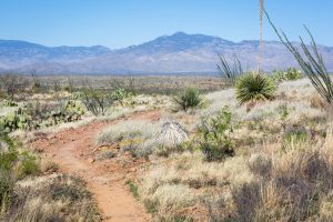 Desert Hiking in Las Cienegas