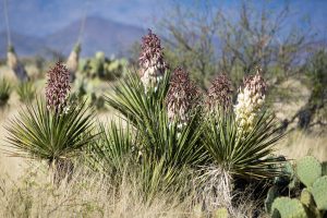 Blooming Spanish Bayonet Yucca