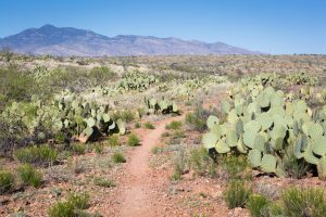 Desert Hiking in Las Cienegas