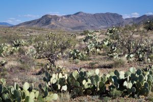Prickly Pear Cactus Below Desert Mountains