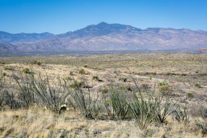 Ocotillo and Rincon Mountains