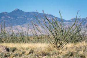 Ocotillo and Rincon Peak
