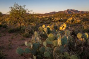 Las Cienegas at Sunrise