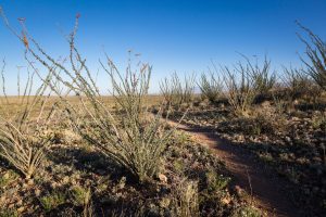 Hiking Trail in Ocotillo