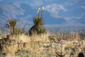 Blooming Yucca Plants