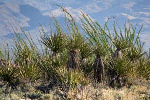 Ocotillo and Yucca Plants