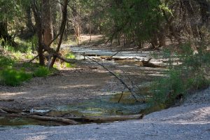 Cottonwood Trees and Creek