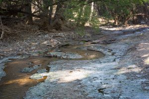 Cottonwood Trees and Creek