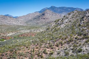 Rincon Mountains Above Foothills