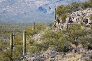 Saguaros Above Rincon Valley