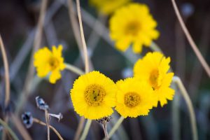 Brittlebrush Wildflowers