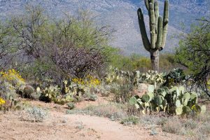 Arizona Trail in the Rincon Valley