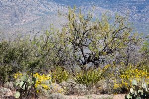 Sonoran Desert Vegetation