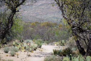 Arizona Trail in the Rincon Valley