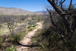Arizona Trail in the Rincon Valley