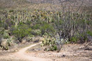 Hiking Trail Through Saguaros