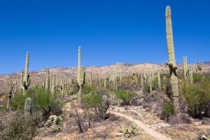 Saguaros Rising Above Trail
