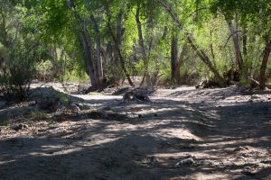 Dry Creek Bed