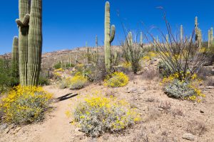 Forest of Saguaro Cactus