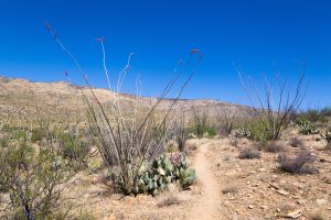 Ocotillo Lining Arizona Trail