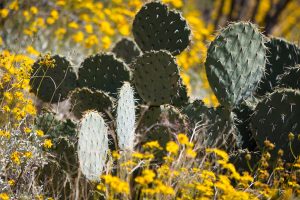 Cactus and Wildflowers