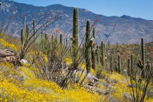 Sonoran Desert Spring