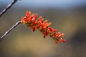 Ocotillo in Bloom