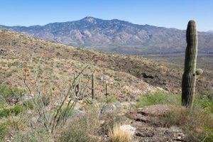 Saguaro Cactus and Rincon Peak