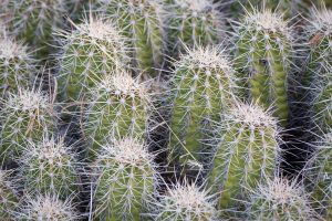 Mojave Mound Cactus