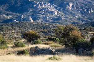 Mica Mountain Above Grassland Desert