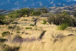 High Desert Grassland Hills
