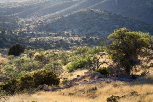 High Desert Grassland Hills
