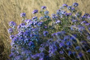 Goodding's Verbena Wildflowers