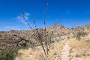 Ocotillo Along Arizona Trail