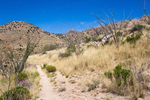 Ocotillo Along Arizona Trail
