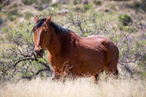Mustang in Desert Grasslands