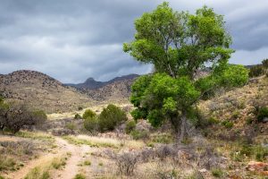 Trail Through Desert Hills
