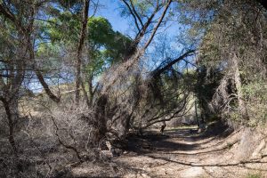 Sycamore Grove