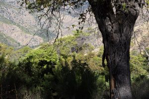 Oak Tree over Sabino Canyon