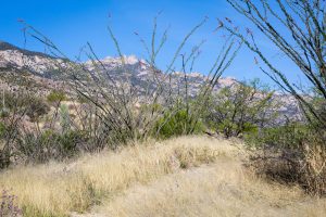 Ocotillo Along Arizona Trail