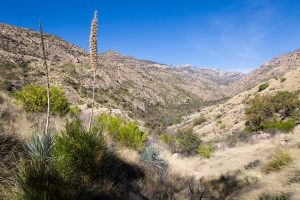 Yucca Overlooking Sabino Canyon